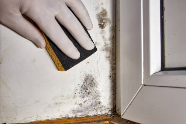 Best Mold Prevention Services  in Lawrenceville, VA